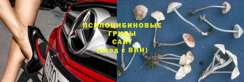 хочу   Беслан  Галлюциногенные грибы MAGIC MUSHROOMS 